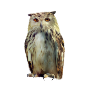 Owl PNG-26786